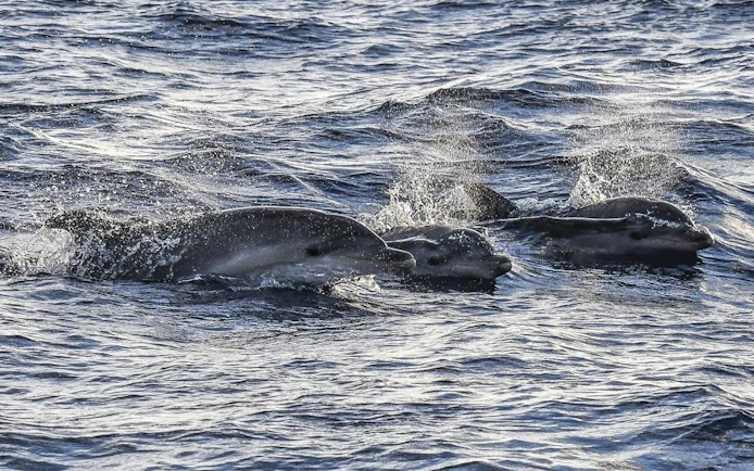Dolphins swimming at sunrise during Mallorca catamaran tour.