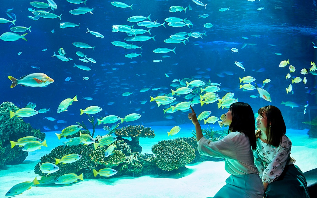 Visitors observing colorful fish at Sunshine Aquarium, Tokyo.