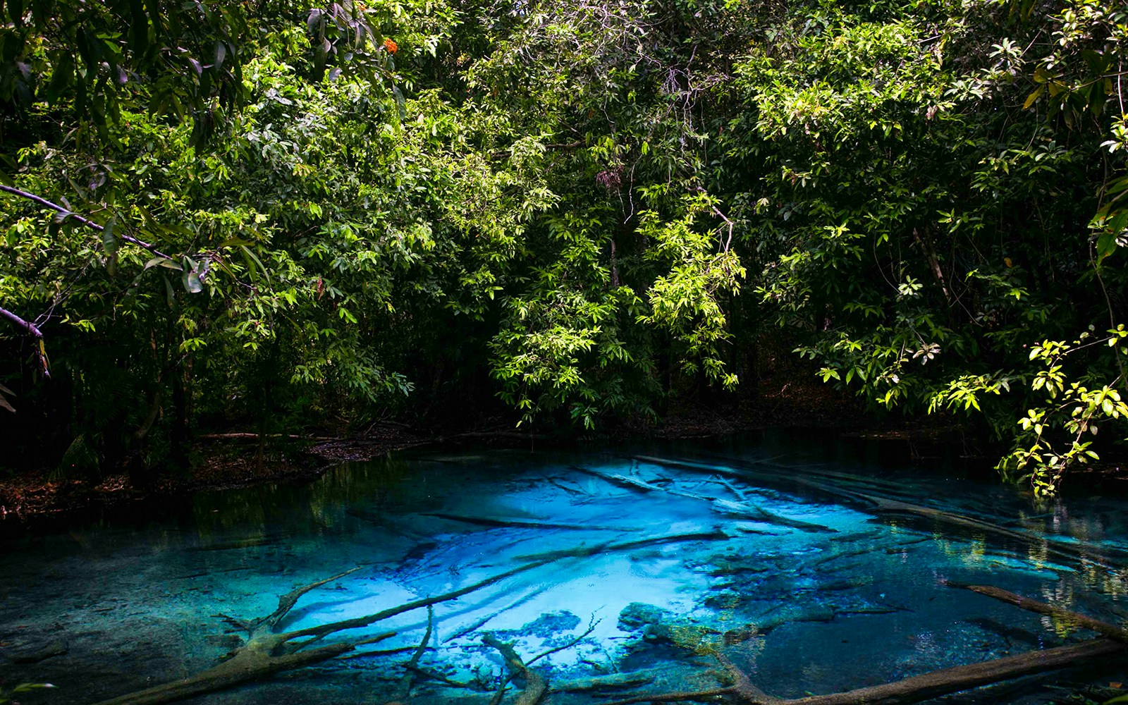 Emerald pool surrounded by lush greenery in Krabi, Thailand.