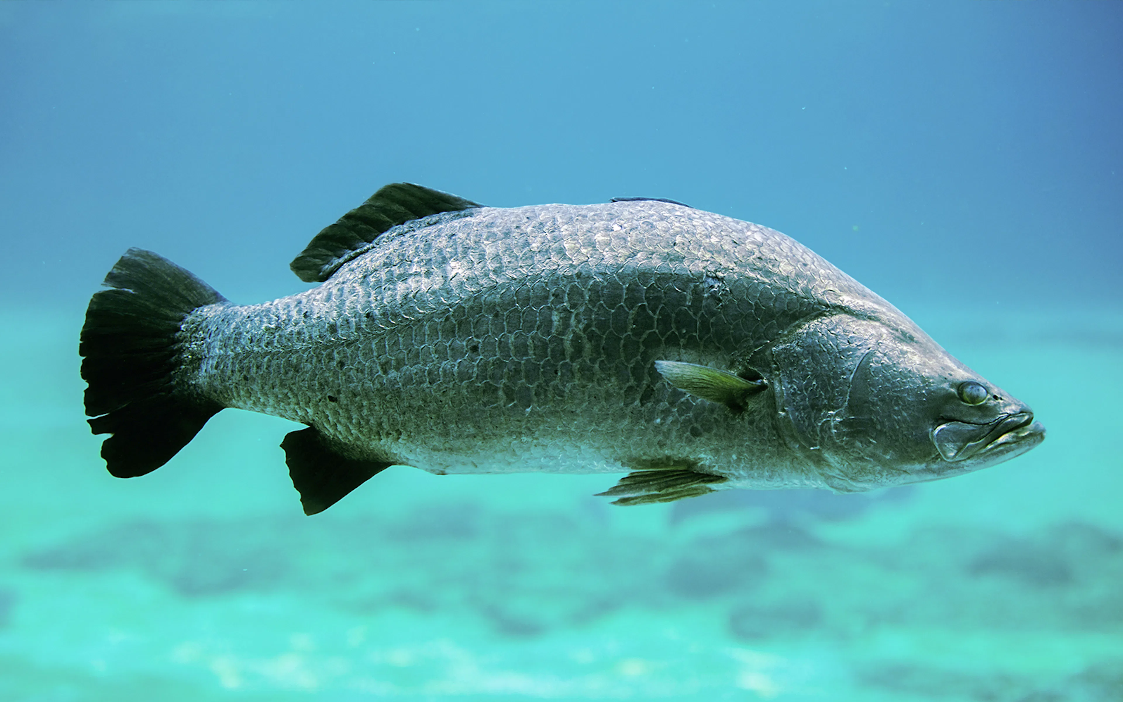 Barramundi swimming underwater in a natural habitat.