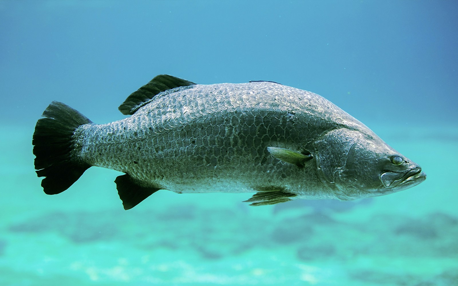 Barramundi swimming underwater in a natural habitat.