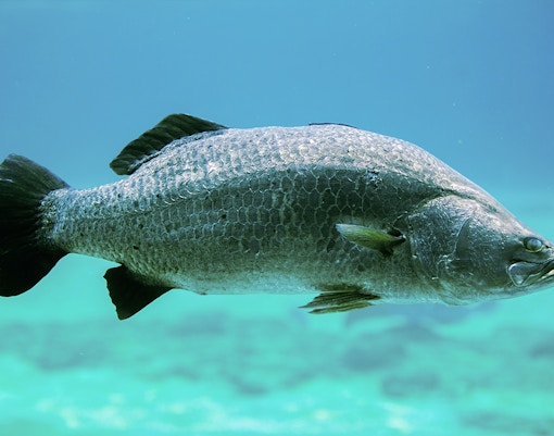 Barramundi swimming in clear water, showcasing its natural habitat.