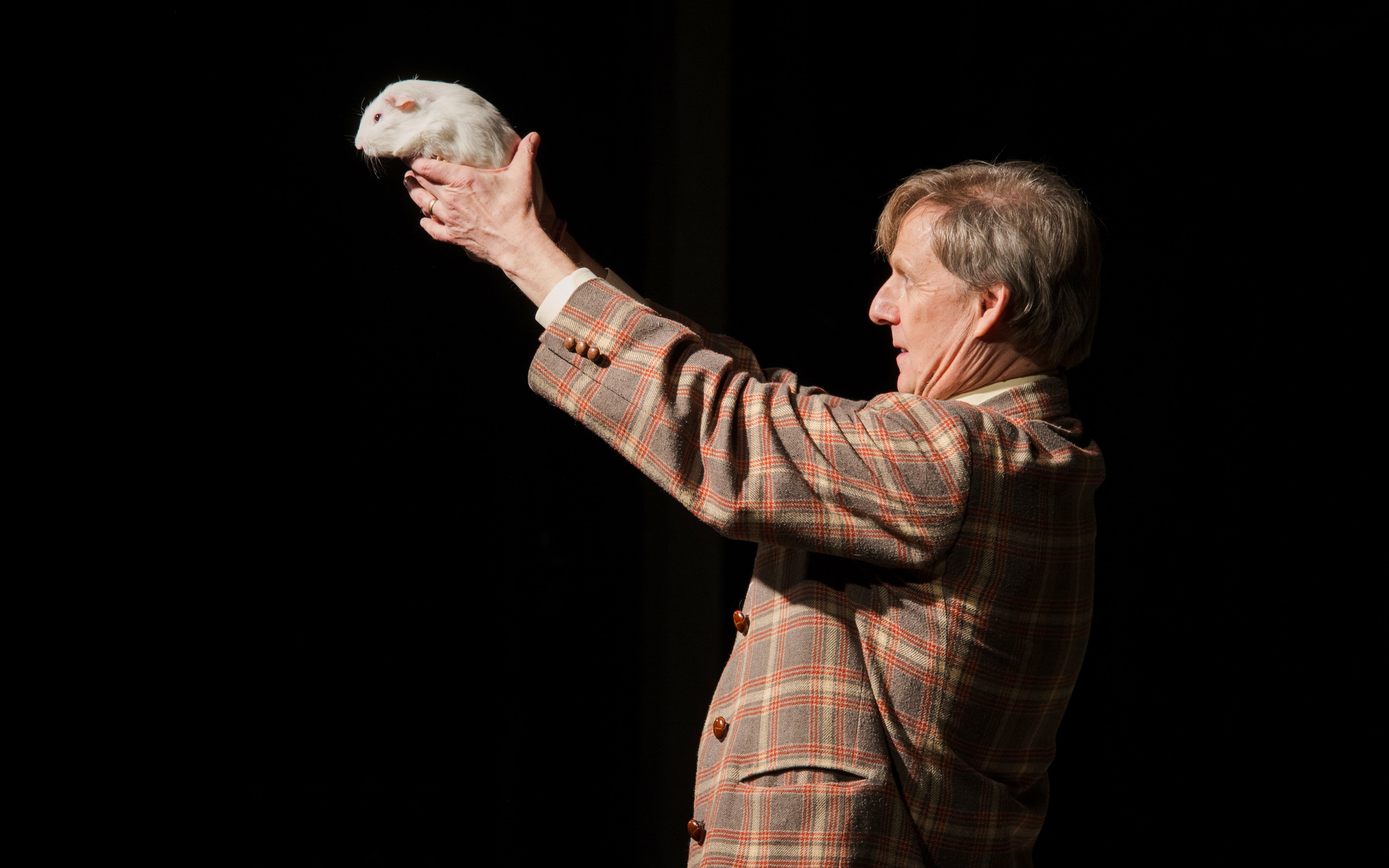 Magician holding a guinea pig during The Mac King Comedy Magic Show in Vegas.