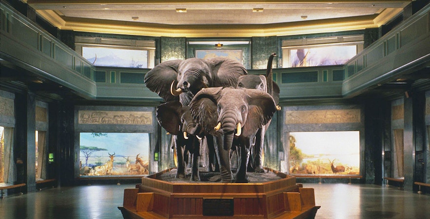 Natural Museum History