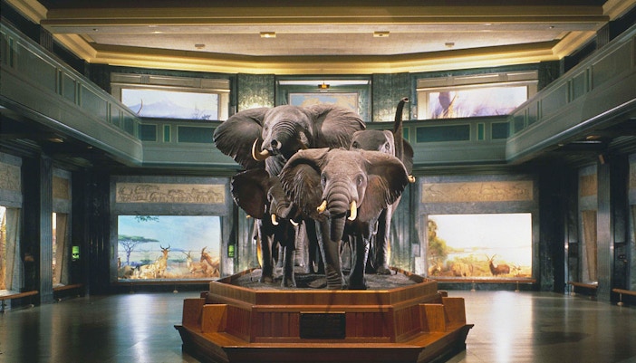 African elephants exhibit at the American Museum of Natural History, New York.