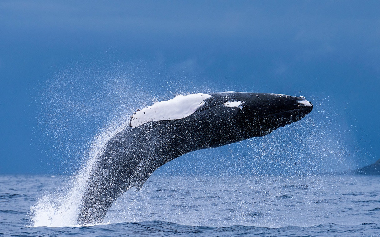 Humpback whale breaching during a whale and dolphin watching tour.