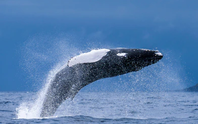 Humpback whale breaching during a whale and dolphin watching tour.