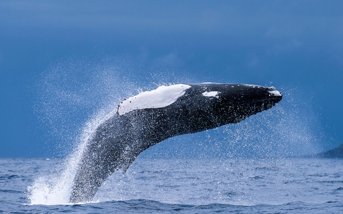 Humpback whale breaching during a whale and dolphin watching tour.