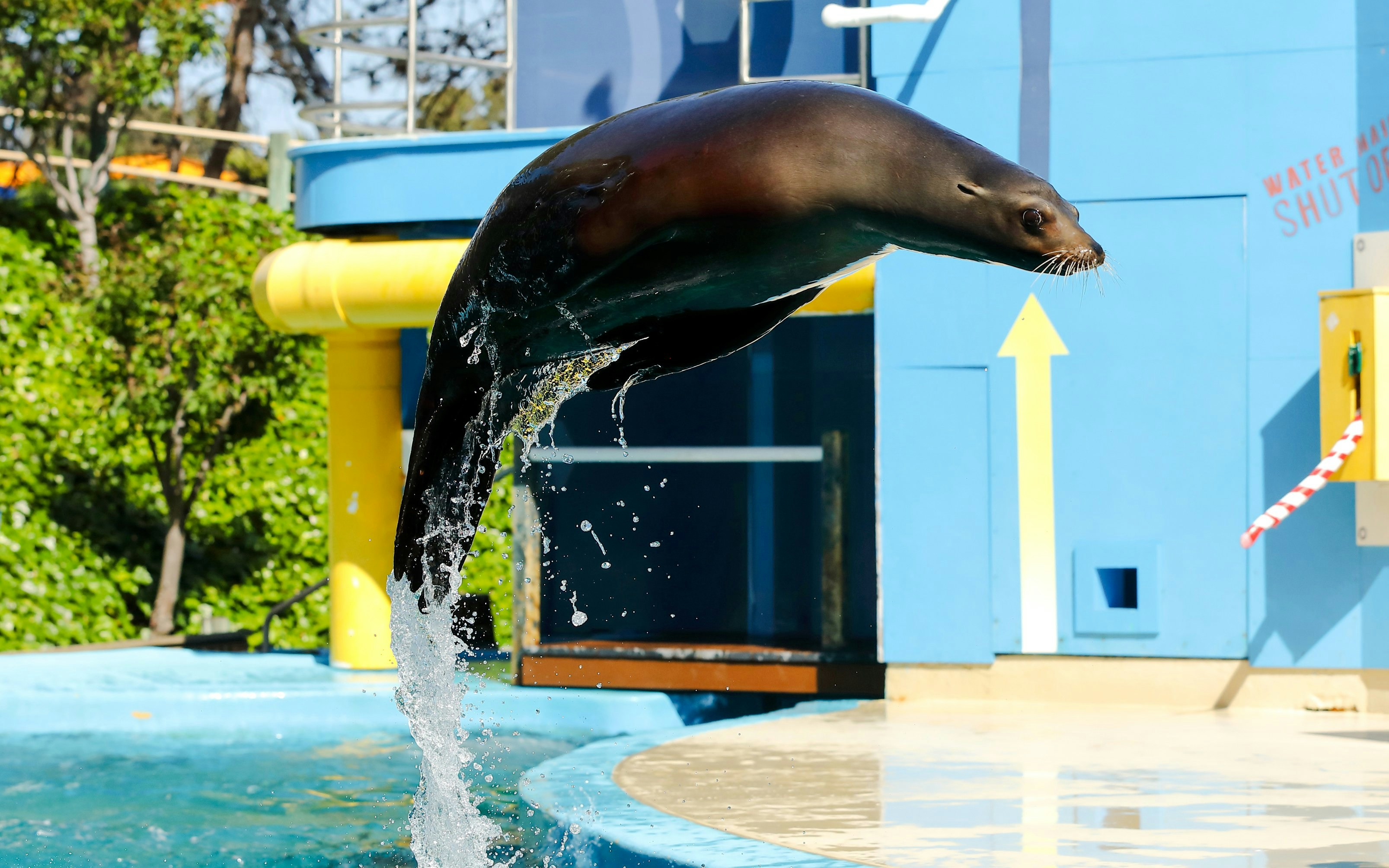 Seal jumping out of water at Seal Cove, Six Flags Discovery Kingdom.