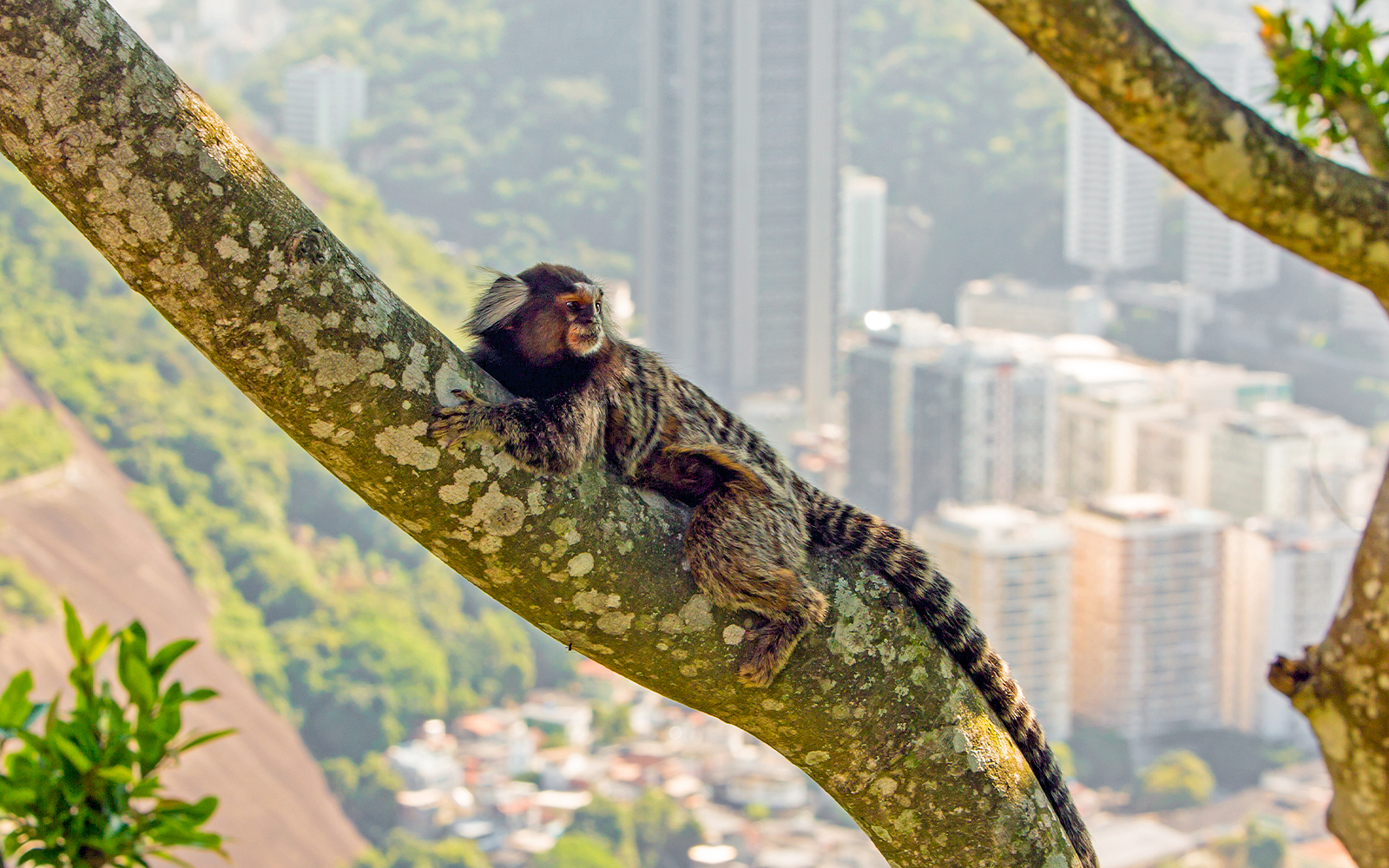 Marmoset monkey resting on a tree branch with Rio cityscape in the background.