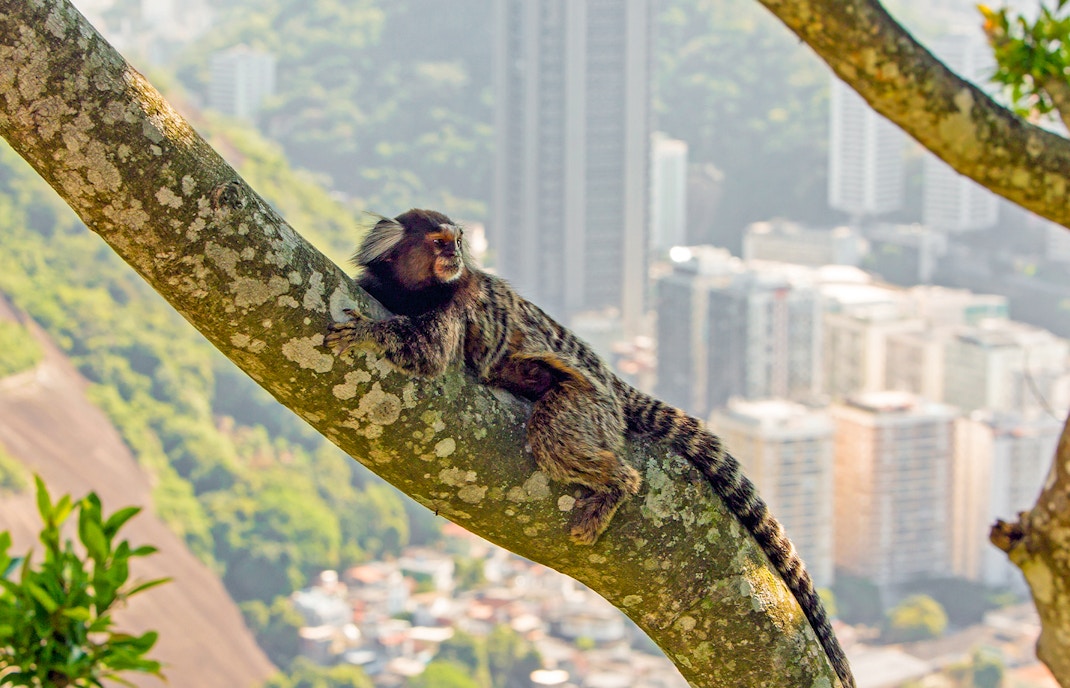 Marmoset monkey resting on a tree branch with Rio cityscape in the background.