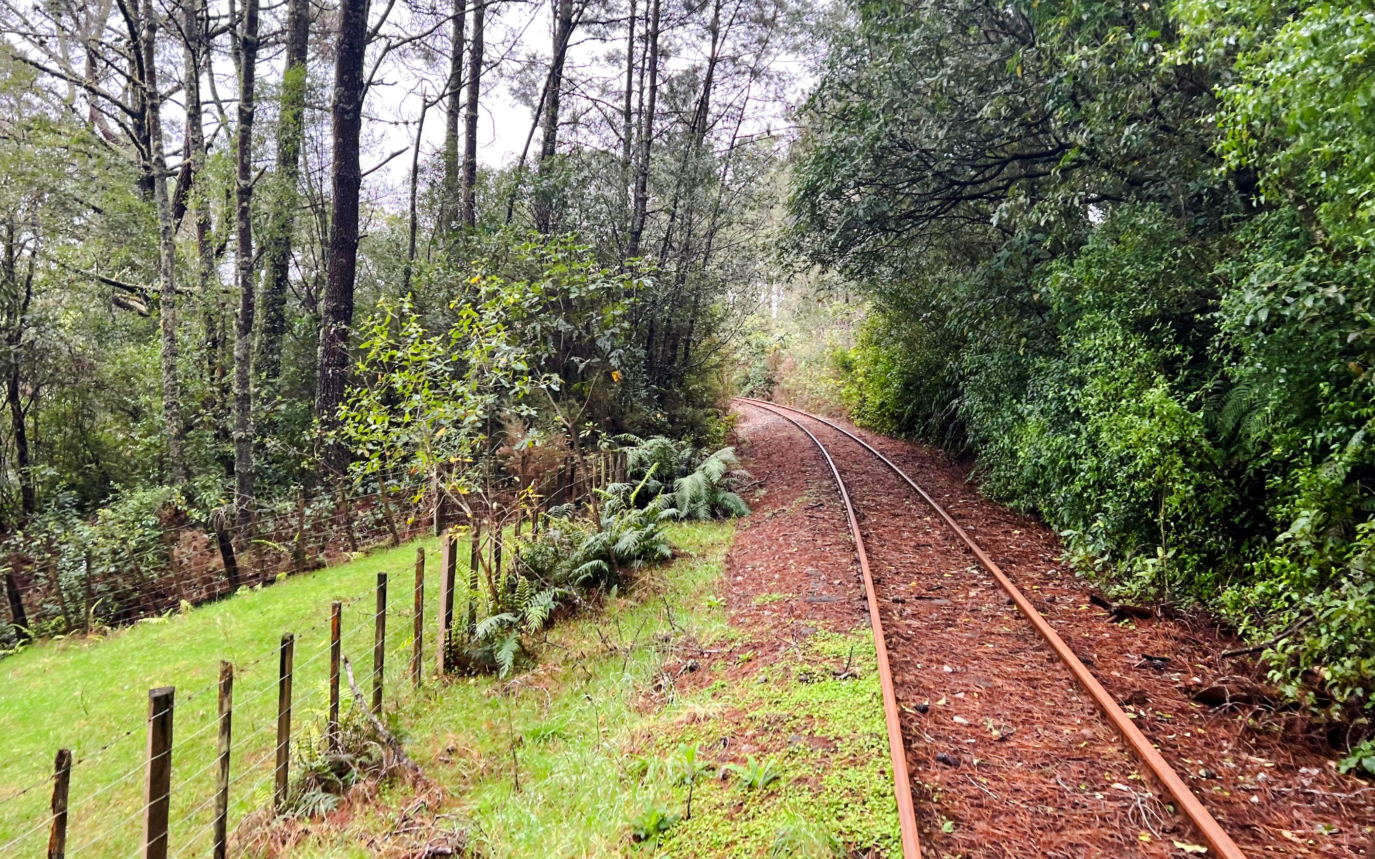 Rail tracks winding through lush forest on the Ngongotaha self-drive rail car journey.