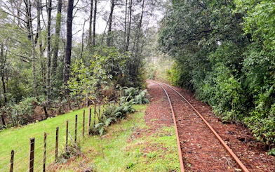 Rail tracks winding through lush forest on the Ngongotaha self-drive rail car journey.