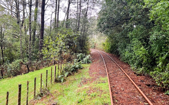 Rail tracks winding through lush forest on the Ngongotaha self-drive rail car journey.