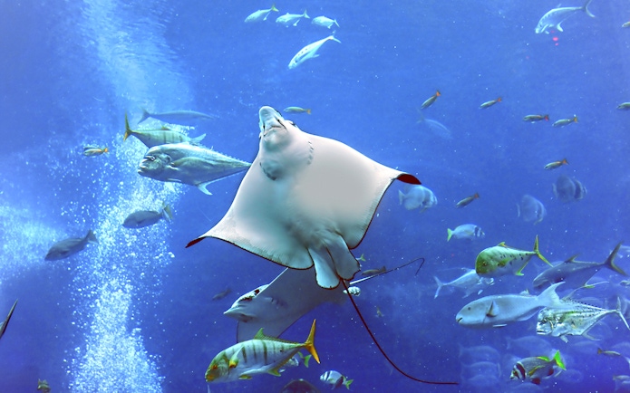 Stingray swimming among fish at Dubai Aquarium Underwater Zoo.