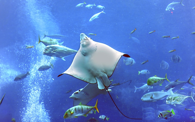Stingray swimming among fish at Dubai Aquarium Underwater Zoo.
