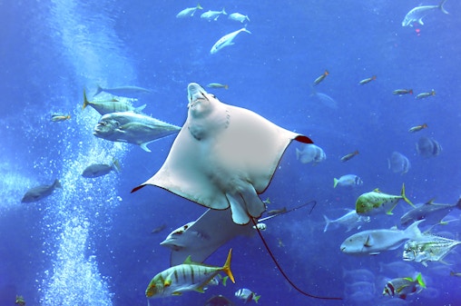 Dubai Aquarium & Underwater Zoo with Penguin Cove Tickets