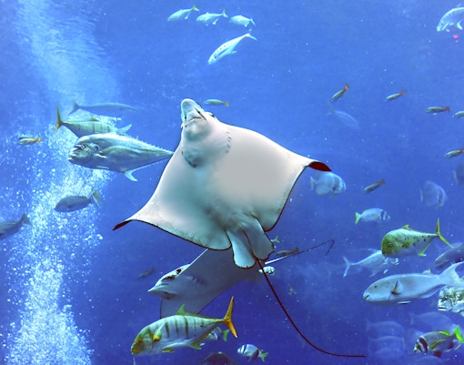 Dubai Aquarium