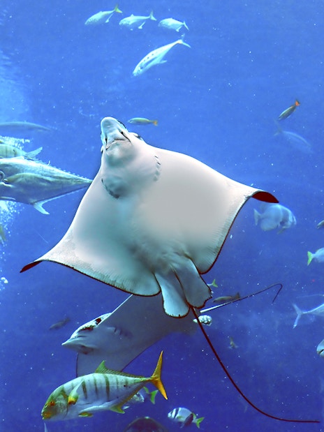 Stingray swimming among fish at Dubai Aquarium Underwater Zoo.