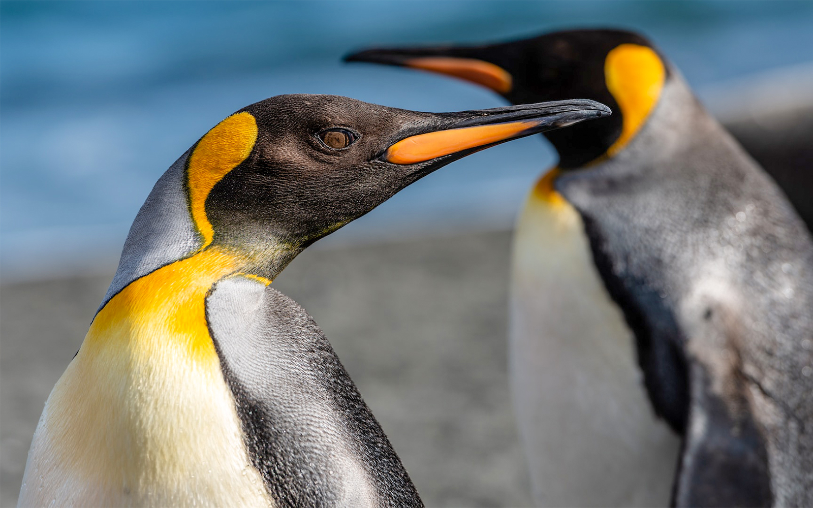 pingüinos acuario génova
