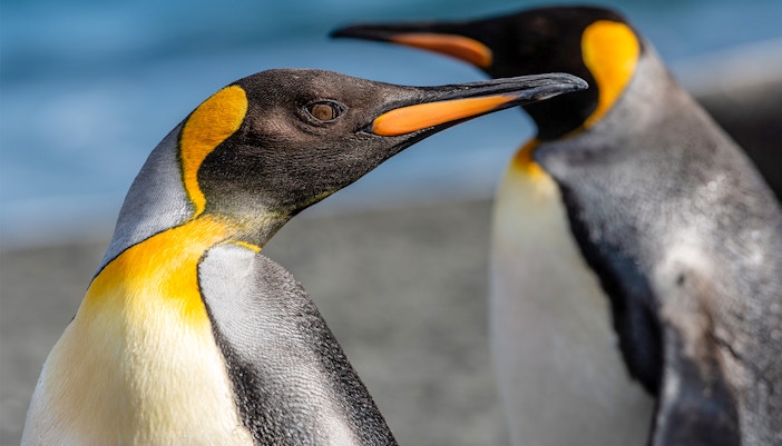 pingüinos acuario génova