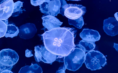 Jellyfish swimming in a tank at Sumida Aquarium, Tokyo.