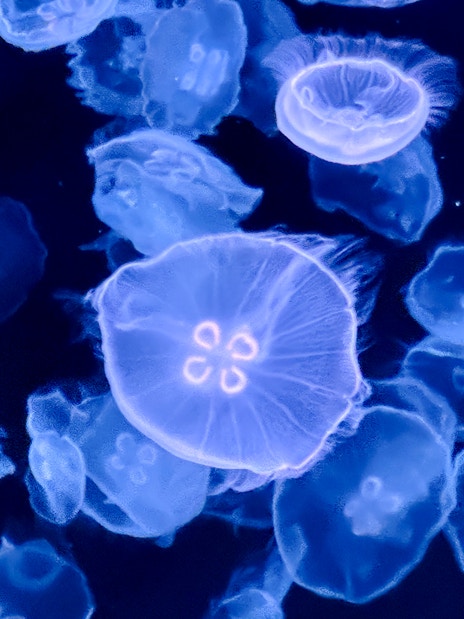 Jellyfish swimming in a tank at Sumida Aquarium, Tokyo.