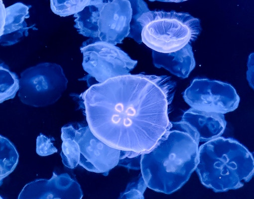 Jellyfish