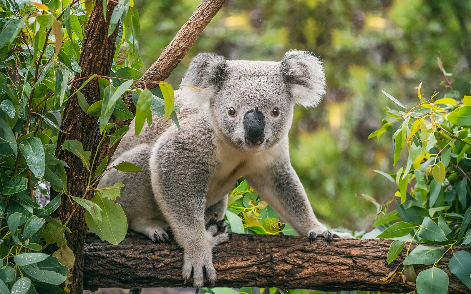 Koala perched on a tree branch at Hunter Valley Wildlife Park.