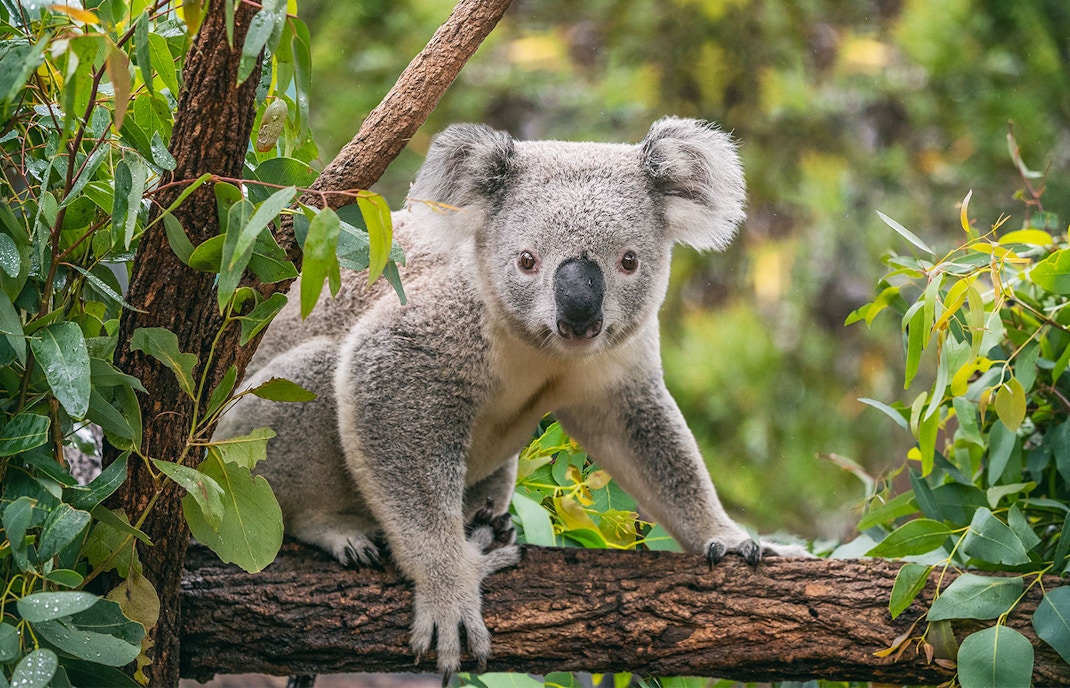Cut Koala atop a branch of a tree at Wild Life Sydney