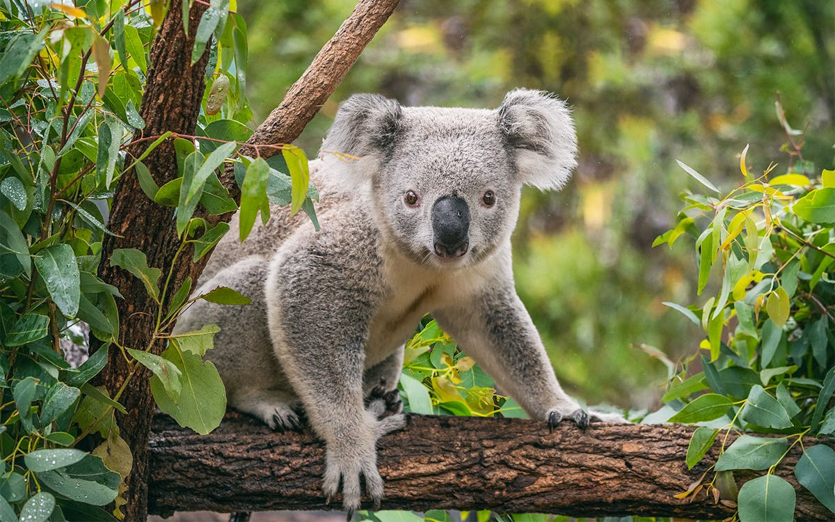 tickets to hunter valley wildlife park-1 tickets to hunter valley wildlife park-1