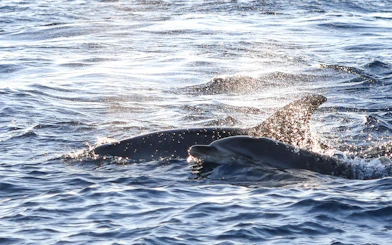 Dolphins swimming at sunrise during a catamaran tour in Mallorca.