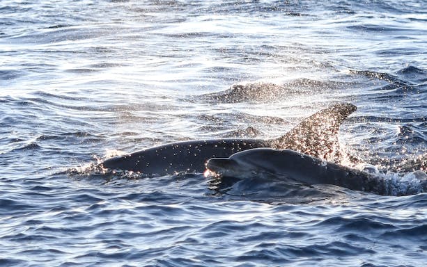 Dolphins swimming at sunrise during a catamaran tour in Mallorca.