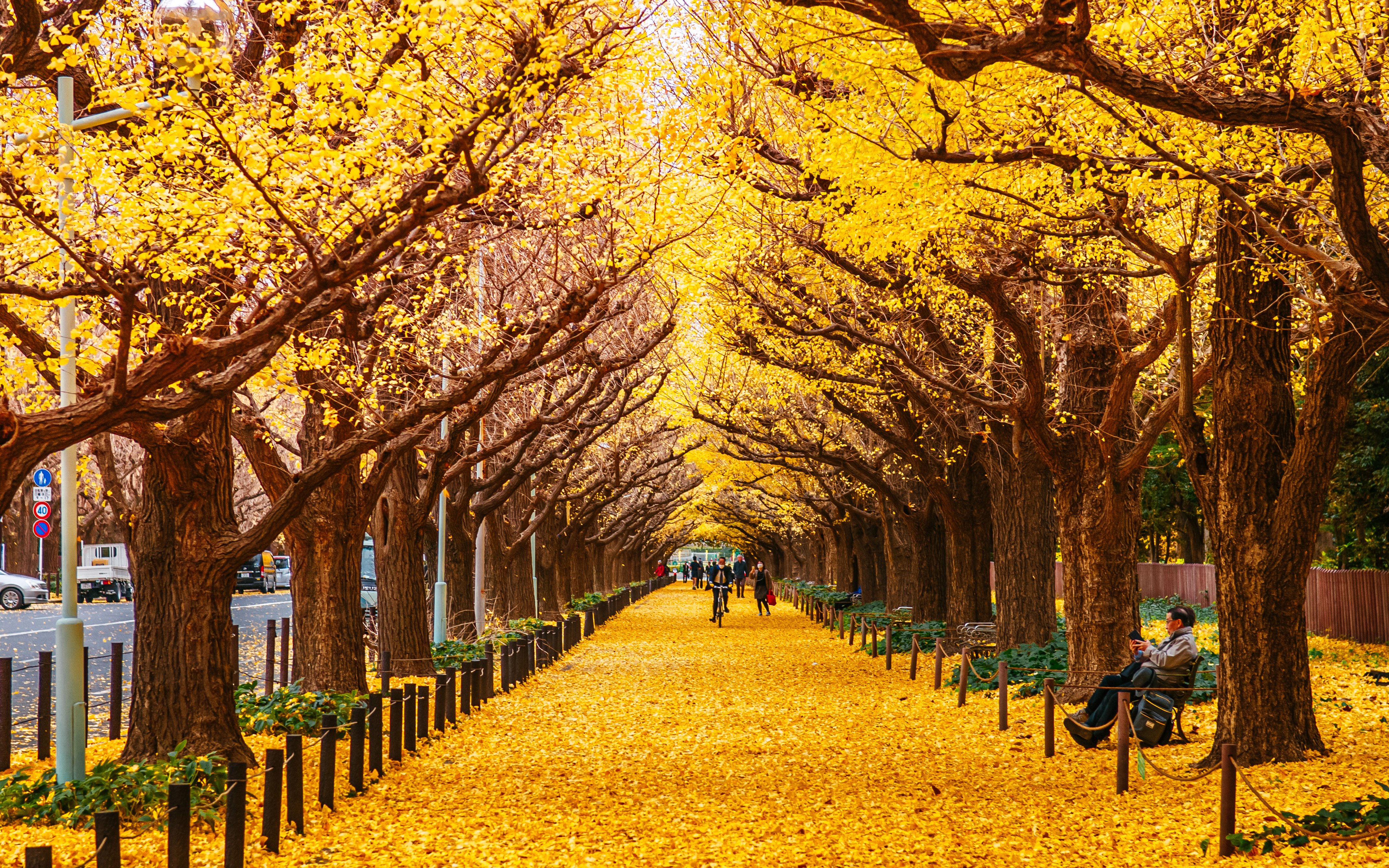 Jingu Gaien Avenue lined with yellow ginkgo trees in autumn, Tokyo.
