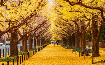 Jingu Gaien Avenue lined with yellow ginkgo trees in autumn, Tokyo.