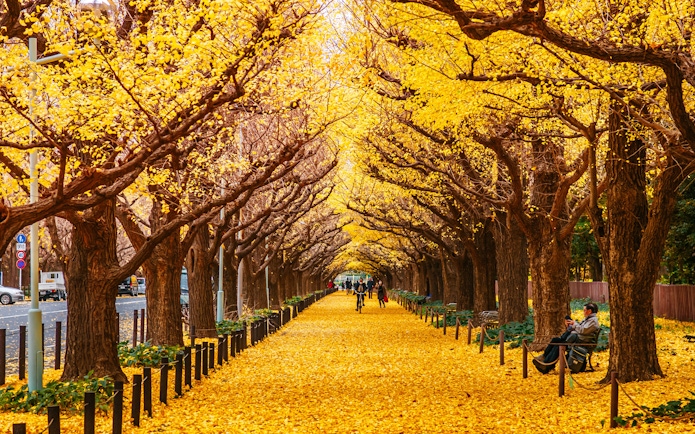 Jingu Gaien Avenue lined with yellow ginkgo trees in autumn, Tokyo.