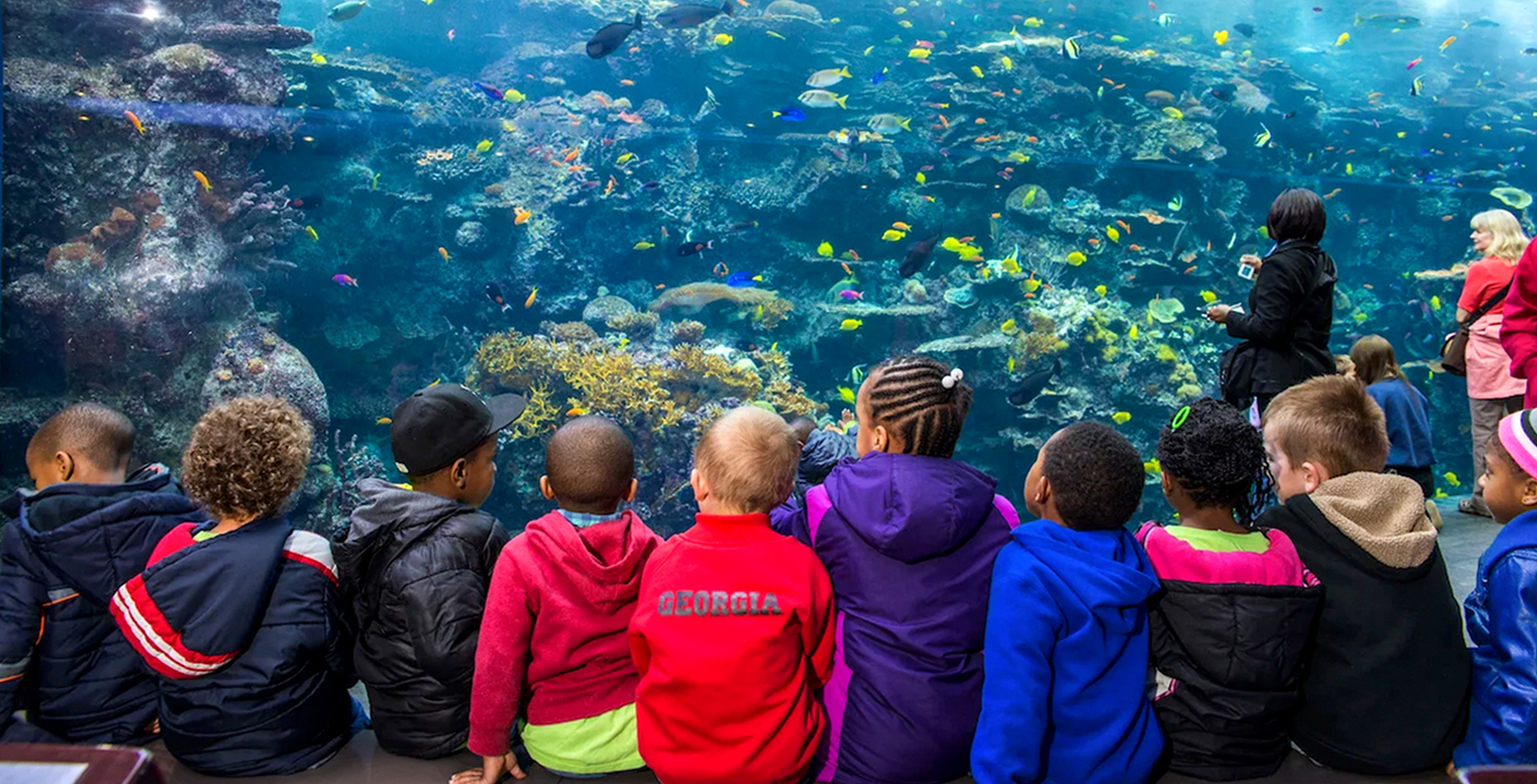 If you ever get a chance to go to the Georgia Aquarium, just do it!