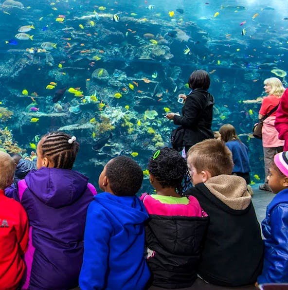 When to visit Georgia Aquarium: Hours & tips
