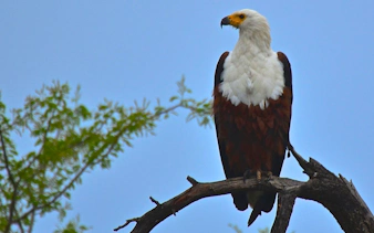 African fish eagle perched on a branch at Natal Lion Park, Durban.