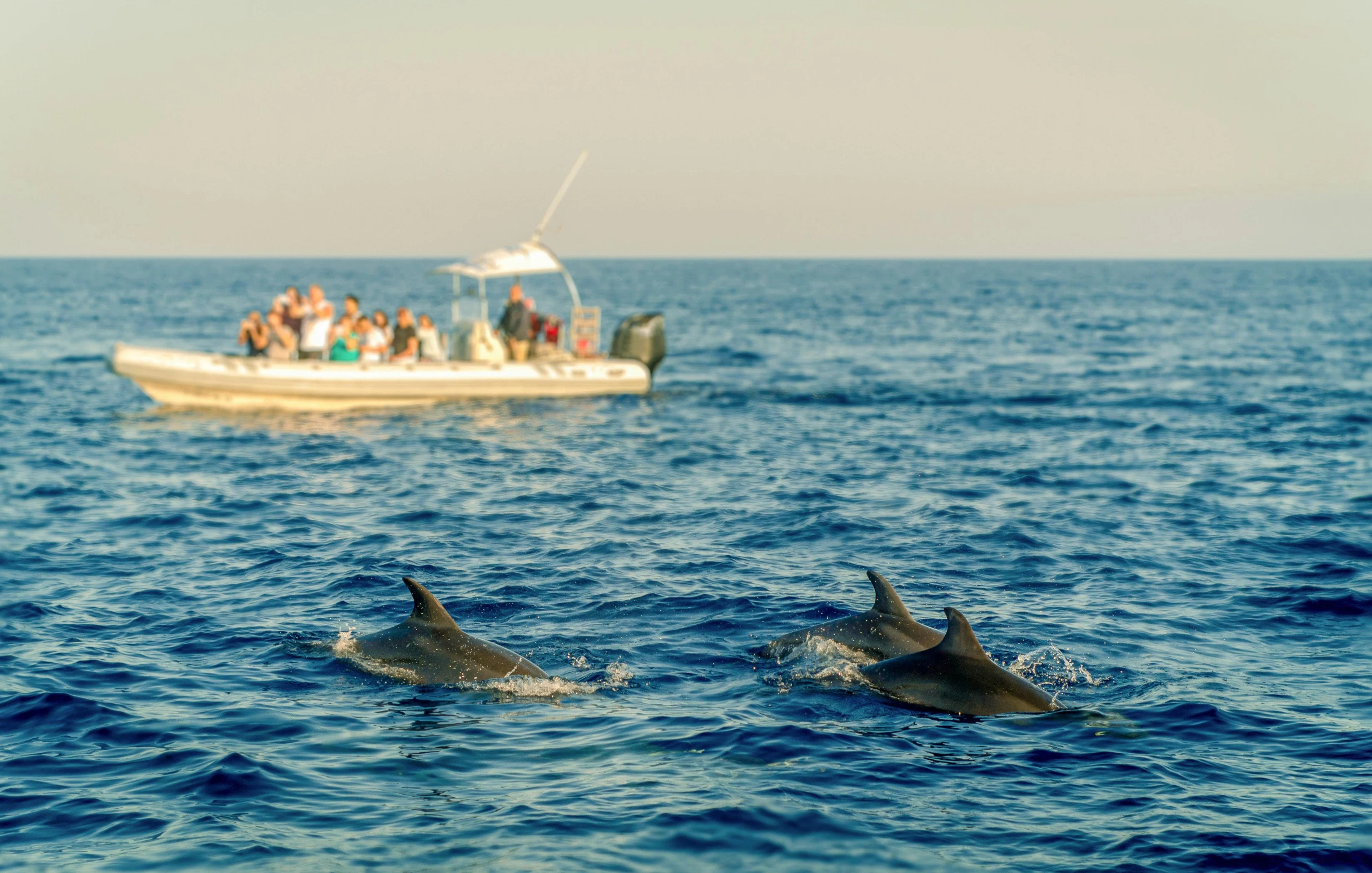 Boat with tourists watching dolphins swim in the ocean.