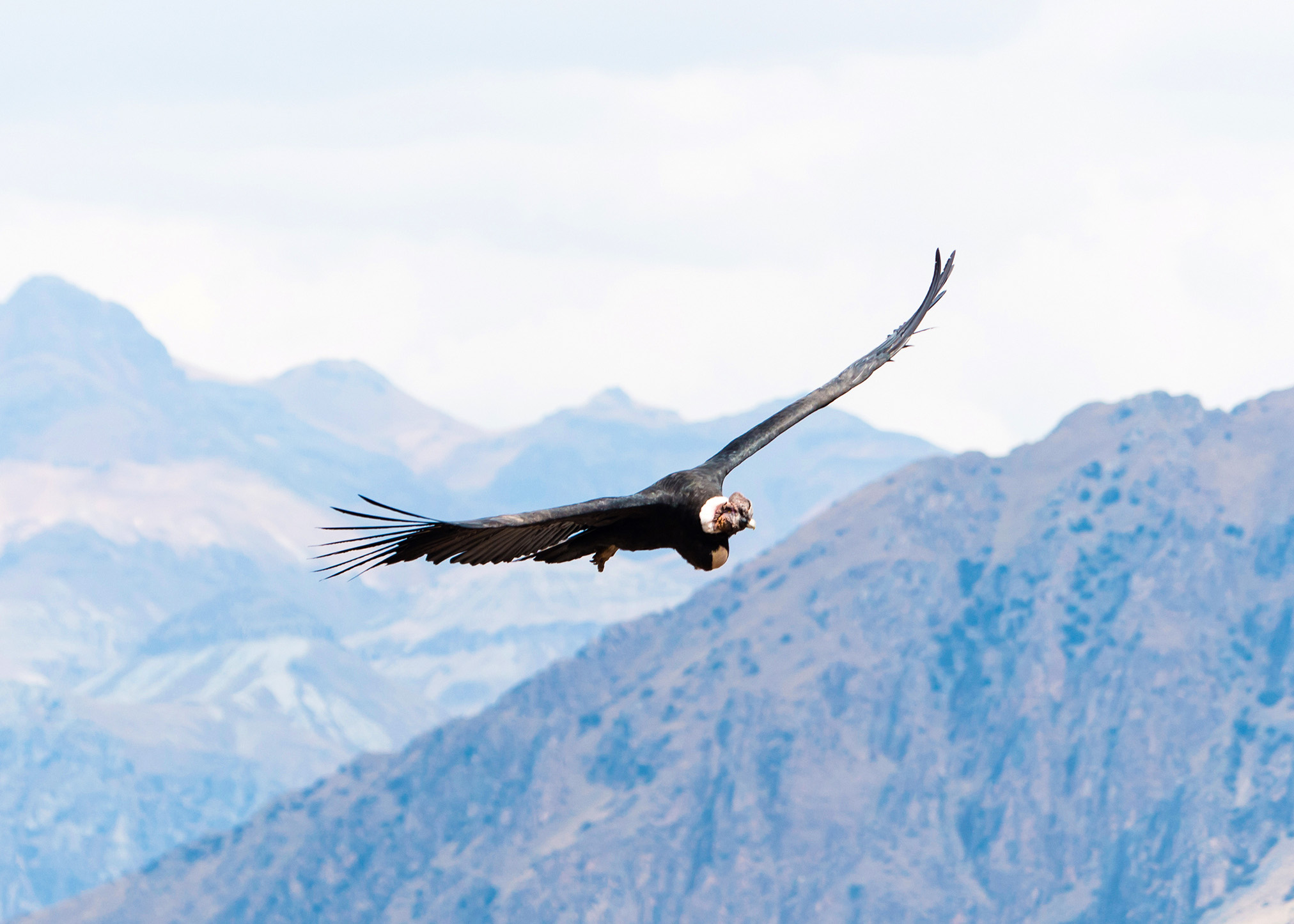 Condor soaring over Colca Canyon, Peru.