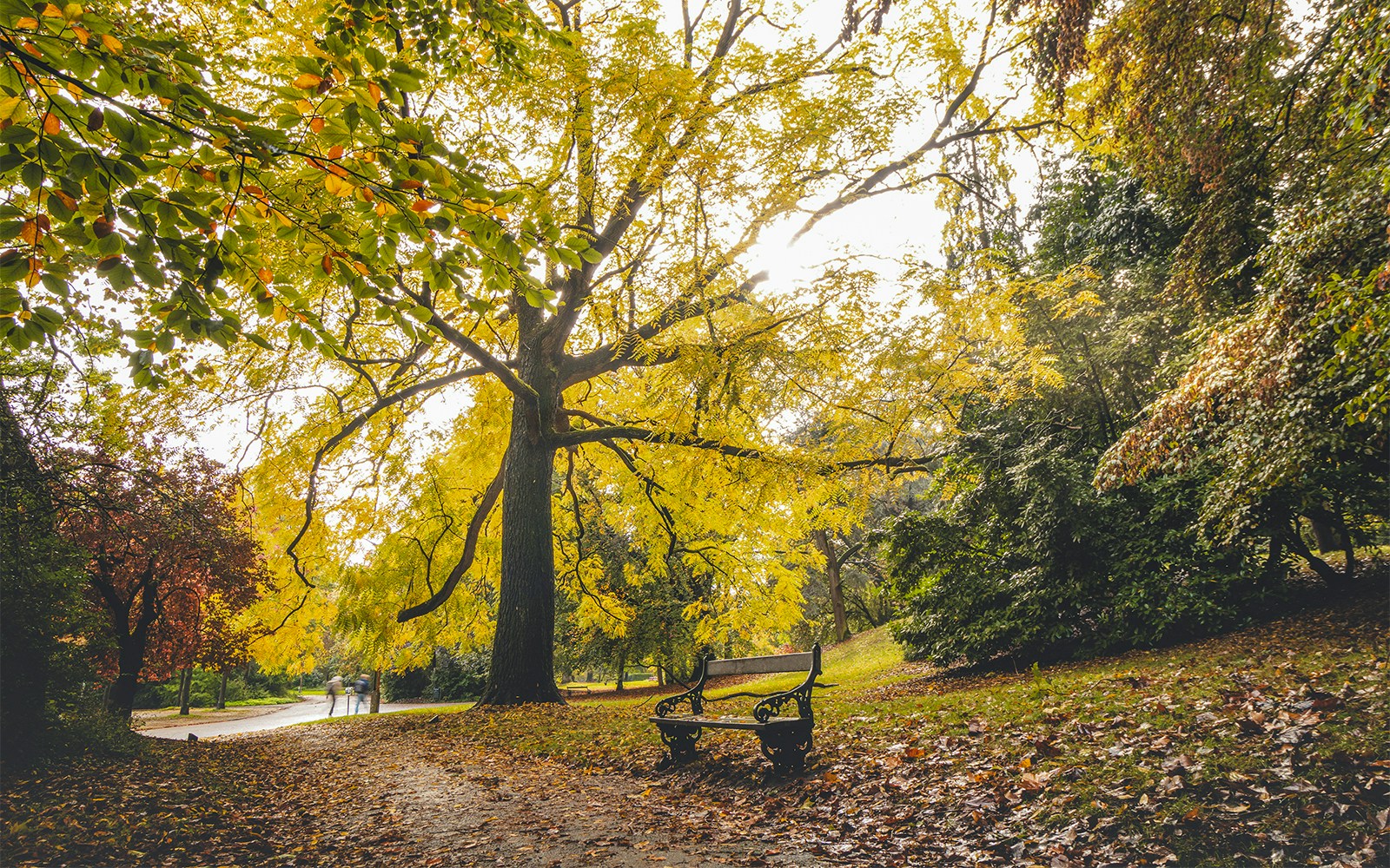 Autumn leaves in Citadel Park, Ghent, Belgium, with a bench under a large tree.