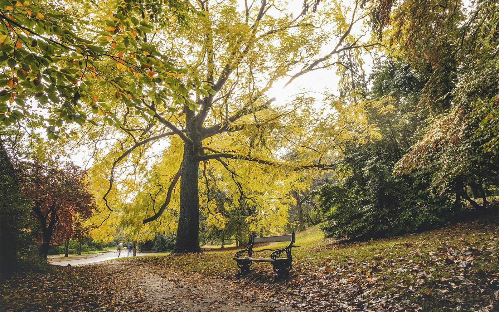 Autumn leaves in Citadel Park, Ghent, Belgium, with a bench under a large tree.