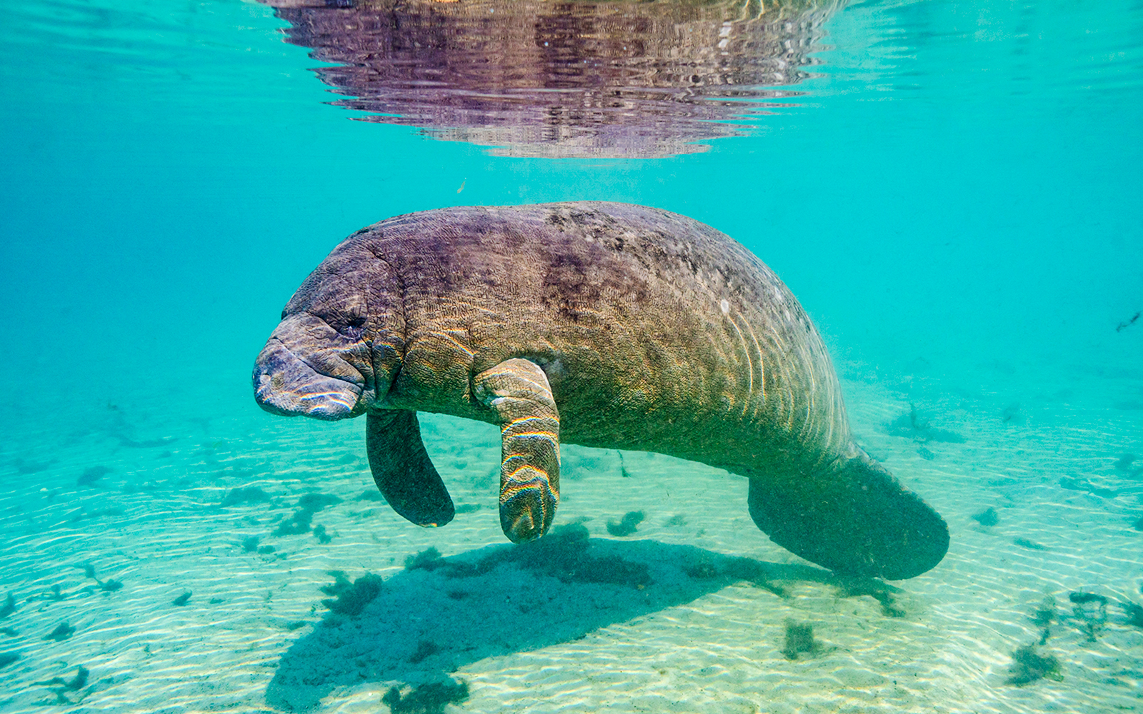 West Indian Manatee in clear Florida spring water.