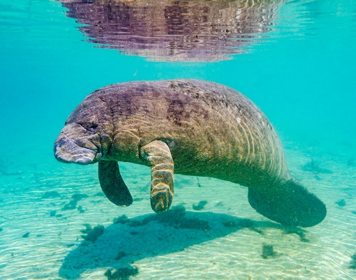 West Indian Manatee in clear Florida spring water.