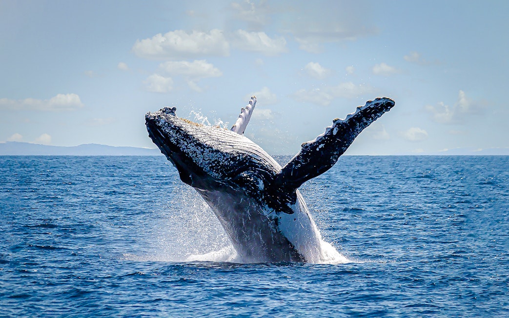 Whale breaching in the ocean near Sydney.