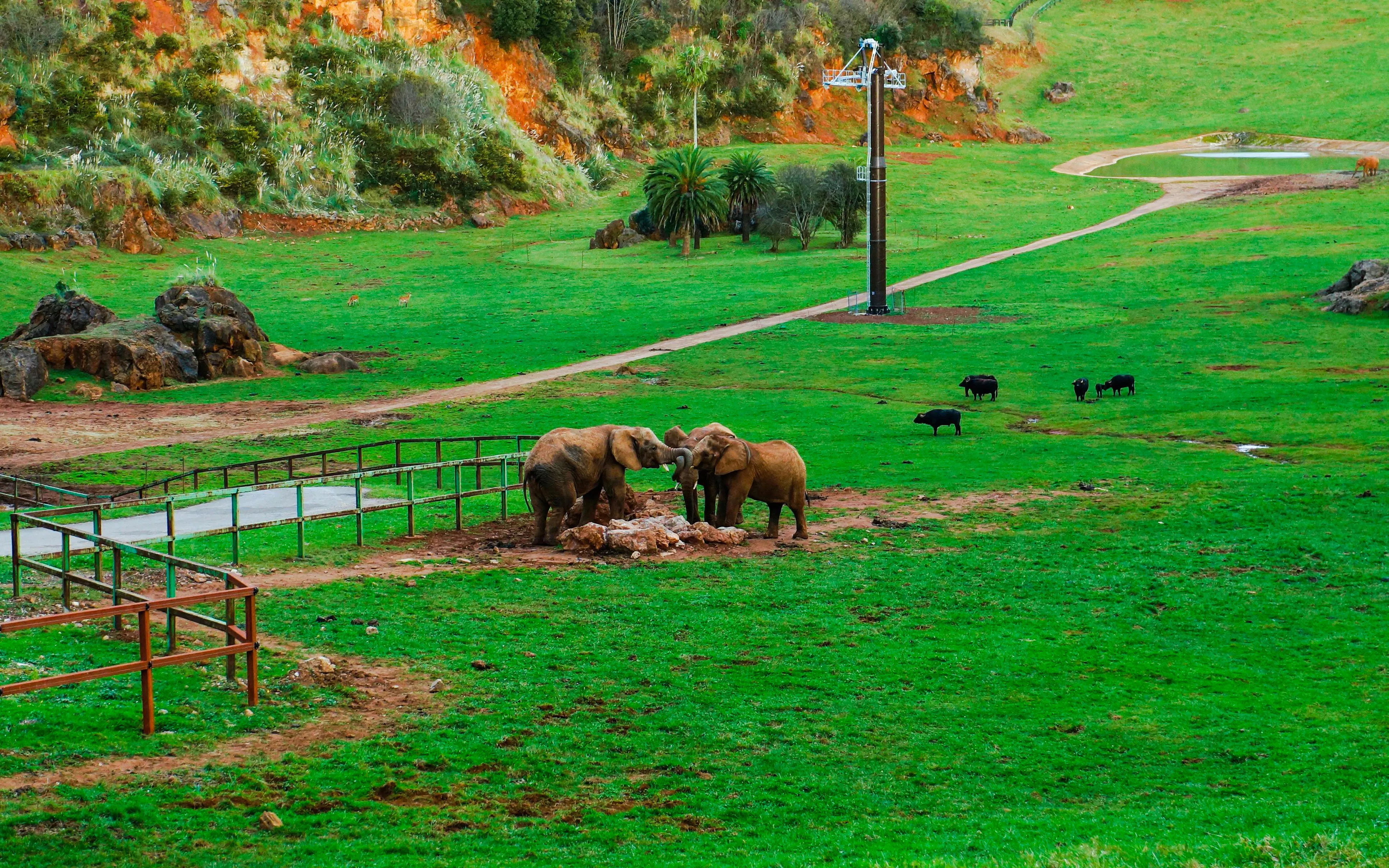 Elephants interacting in Cabarceno Natural Park, Spain, with lush greenery and wildlife in the background.