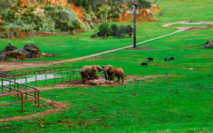 Elephants interacting in Cabarceno Natural Park, Spain, with lush greenery and wildlife in the background.