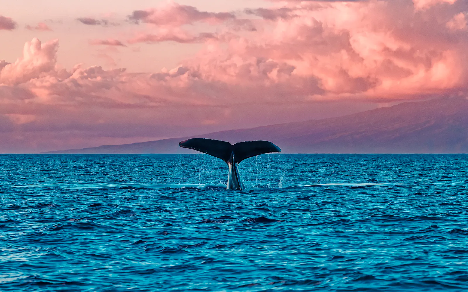 Whale tail above ocean at sunset during Kona Deluxe Whale Watch Sail.