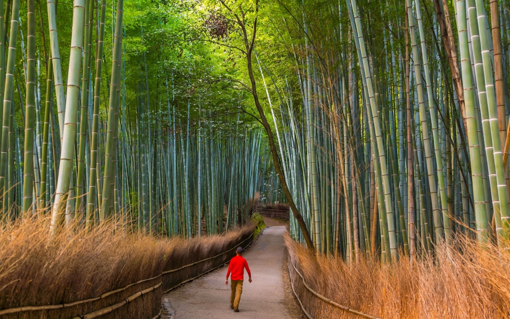 Man walking through Arashiyama Bamboo Grove path during Kyoto tour from Osaka.